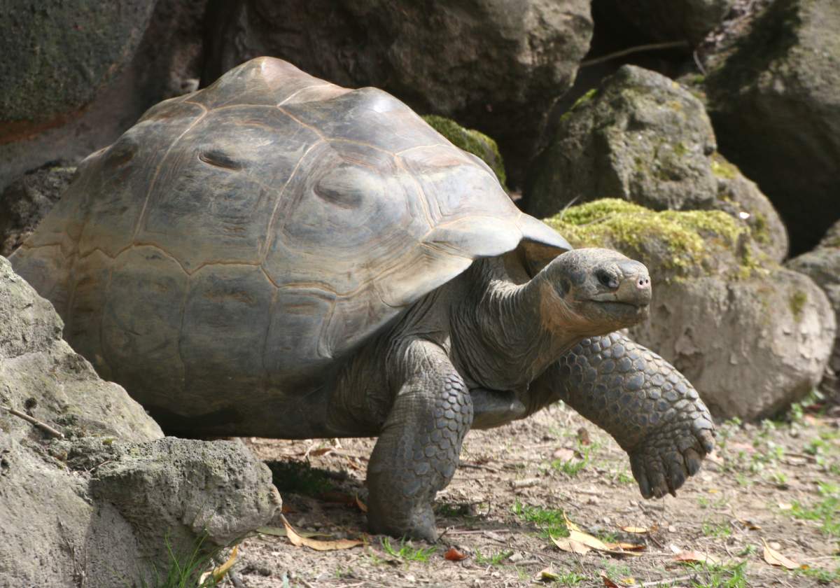 Galápagos giant tortoise Chelonoidis niger.