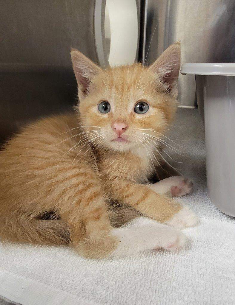 BC SPCA kitten