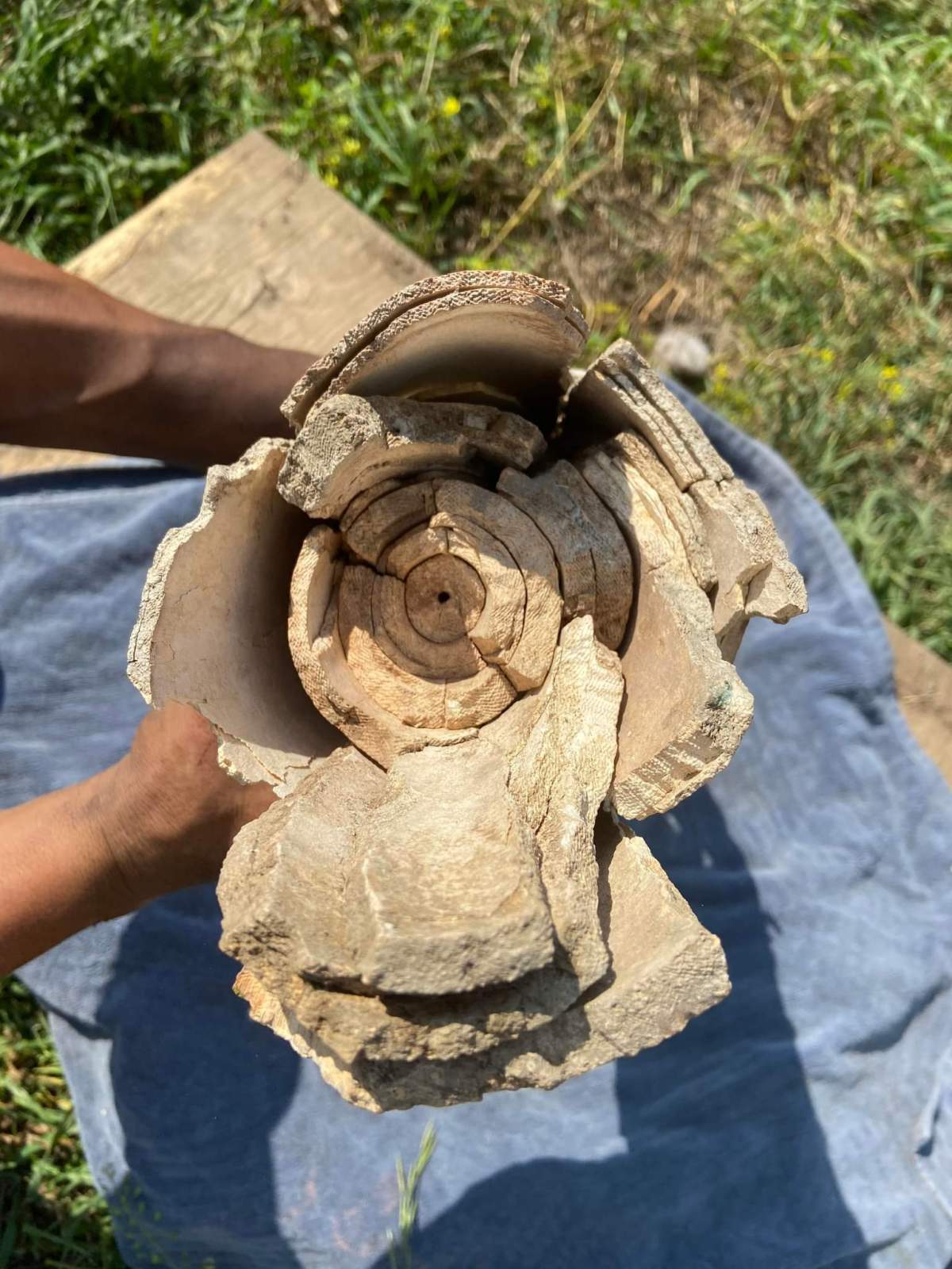 A mammoth tusk found by Jarrod Cardinal on the Saddle Lake Cree Nation, Alta. in September 2022.