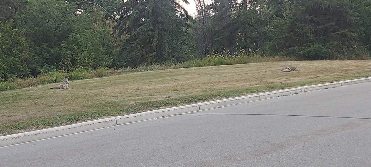 Two coyotes sitting on the edge of the Mill Creek Ravine in south Edmonton in September 2022.
