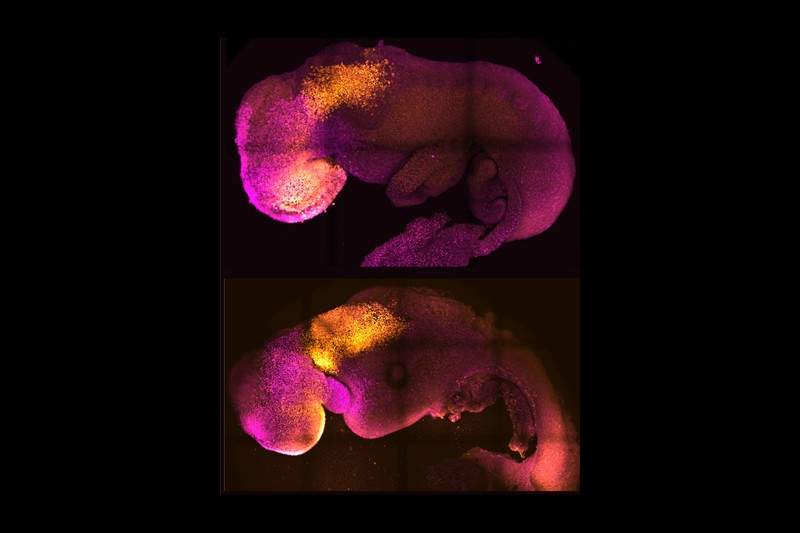 artificial embryo