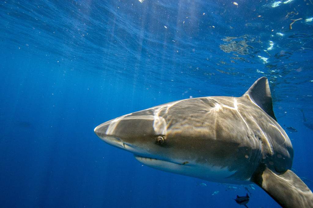 Bull shark