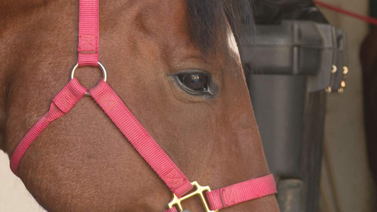 A horse at Tailwind Equestrian in Lethbridge, Alta.