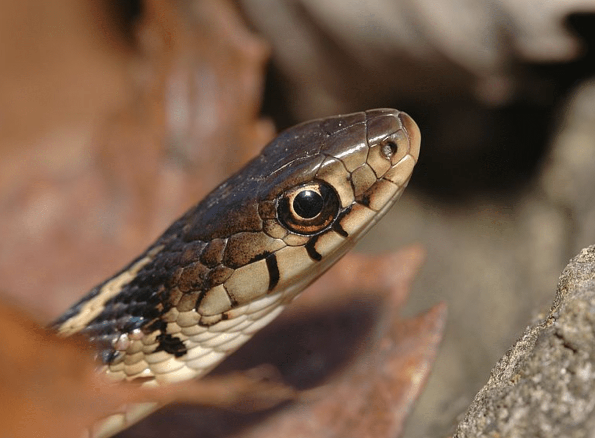 A common garter snake — like this one in this file photo — was found in the schoolyard and prompted Chemong Public School officials to keep students inside the school until the reptile was properly identified.