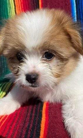 Family pet, Meatball, who ran away in the chaos of the incident, Sept. 7, 2022.