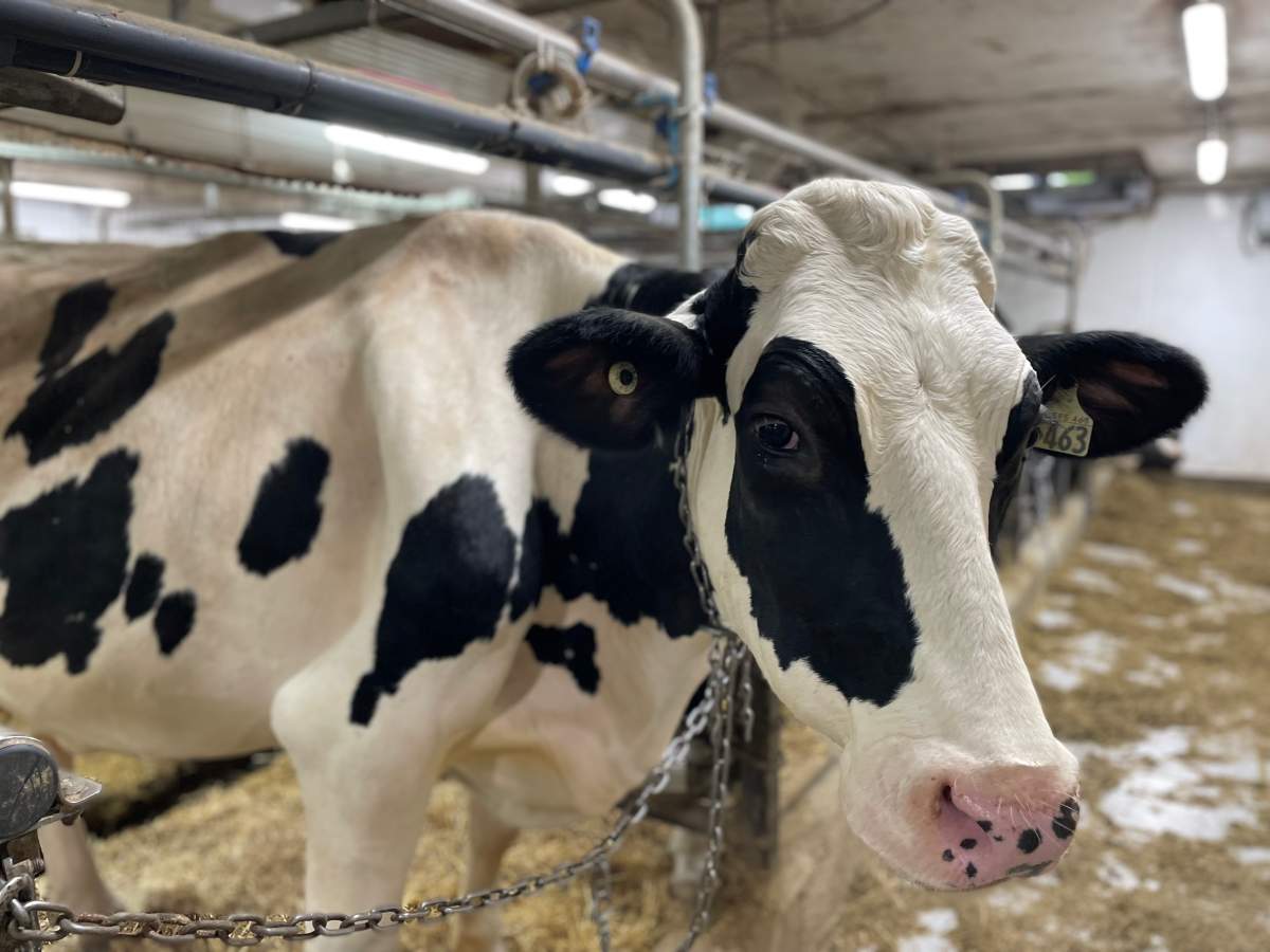 Quebec cows