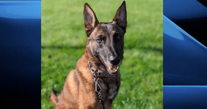St. Thomas police dog Axle