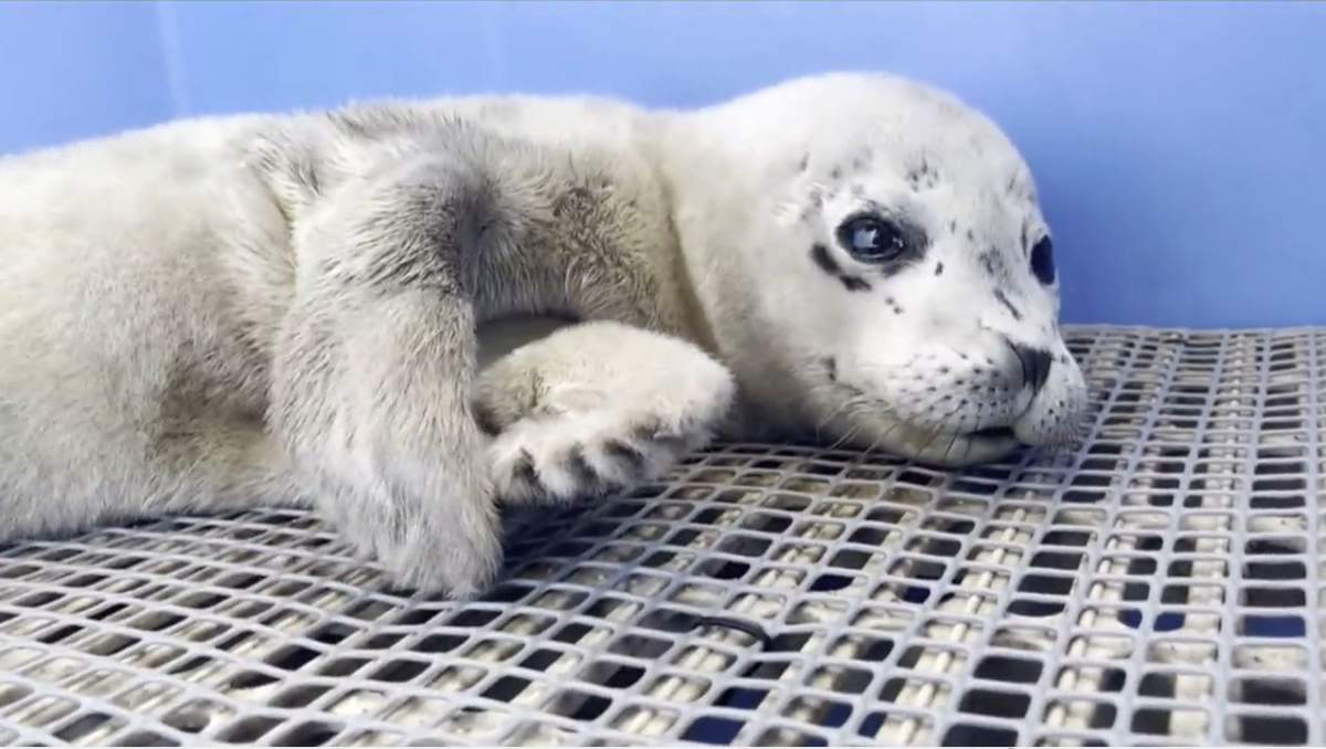 Seven harbour seals were released back into the wild on Thursday.