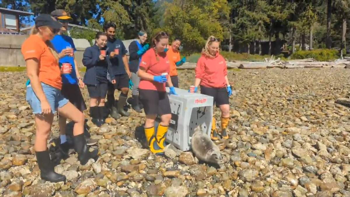 Vancouver Aquarium staff were seen with big smiles during the release of Timbit.