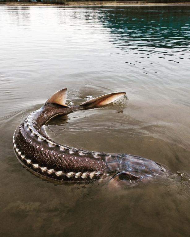 A white sturgeon is seen in B.C. waters after being captured during sampling by the Fraser River Sturgeon Conservation Society in an undated handout photo. Three British Columbia First Nations want the provincial and federal governments to live up to nine-month old court decision that said there is "overwhelming" evidence a dam on the Nechako River is killing endangered sturgeon. THE CANADIAN PRESS/HO-Fraser River Sturgeon Conservation Society, *MANDATORY CREDIT*.