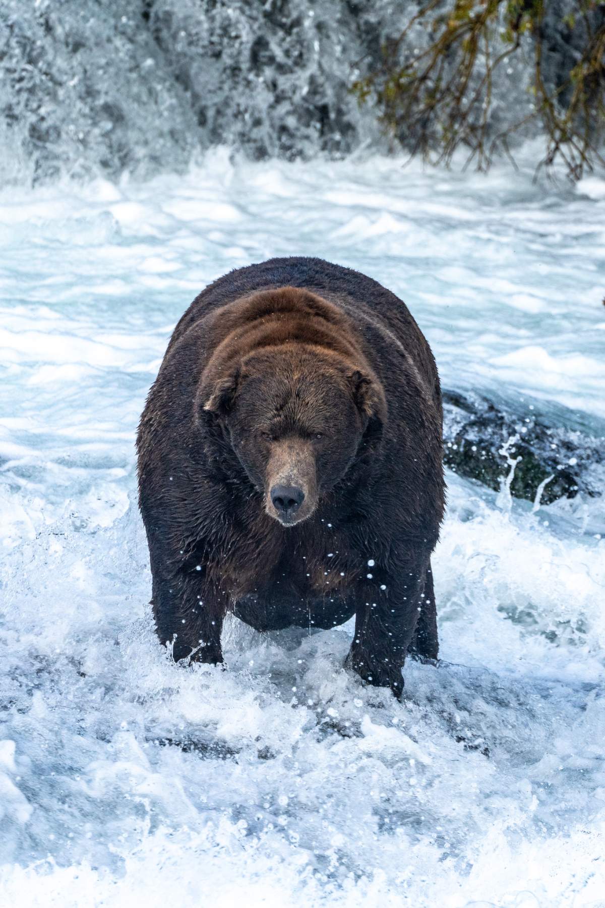 Bear 747