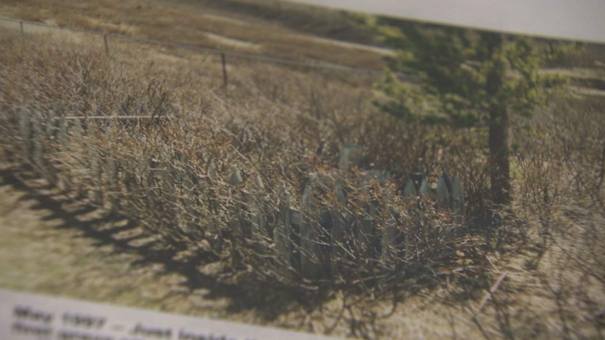 Buckbrush