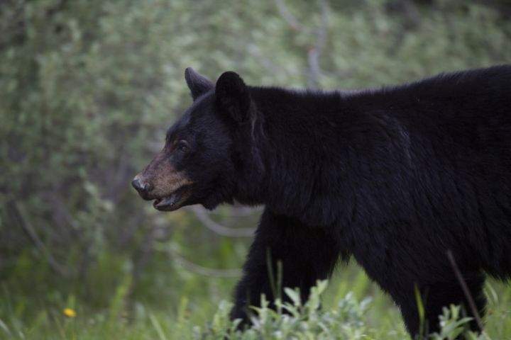 A black bear is seen near Lake Louise, Alberta, June, 2020.