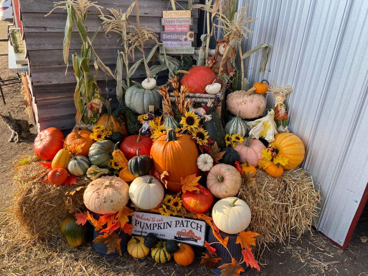 Mill Tower Ranch Pumpkin Patch opened five years ago near Ponoka, Alta. and is known for its specialty pumpkins - varieties you probably didn't even know existed.