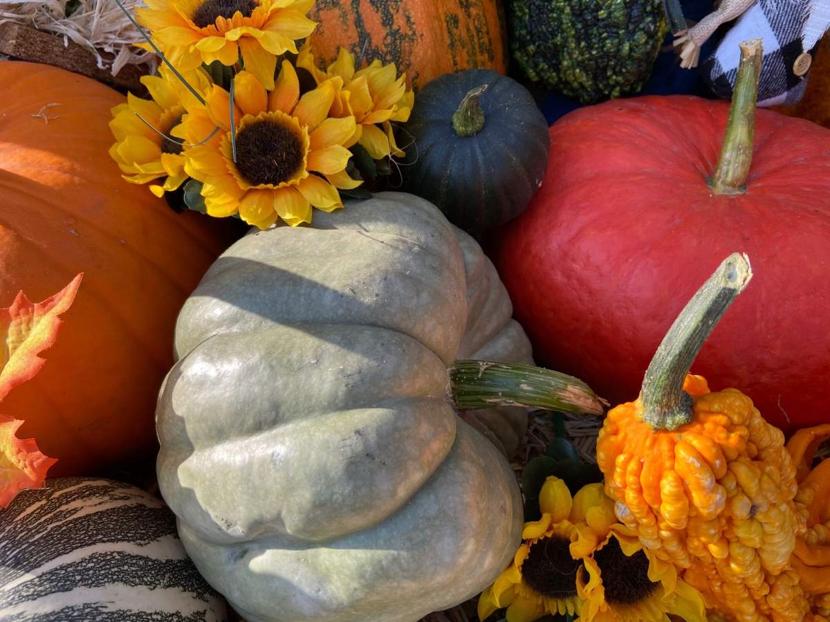 Mill Tower Ranch Pumpkin Patch opened five years ago near Ponoka, Alta. and is known for its specialty pumpkins - varieties you probably didn't even know existed.