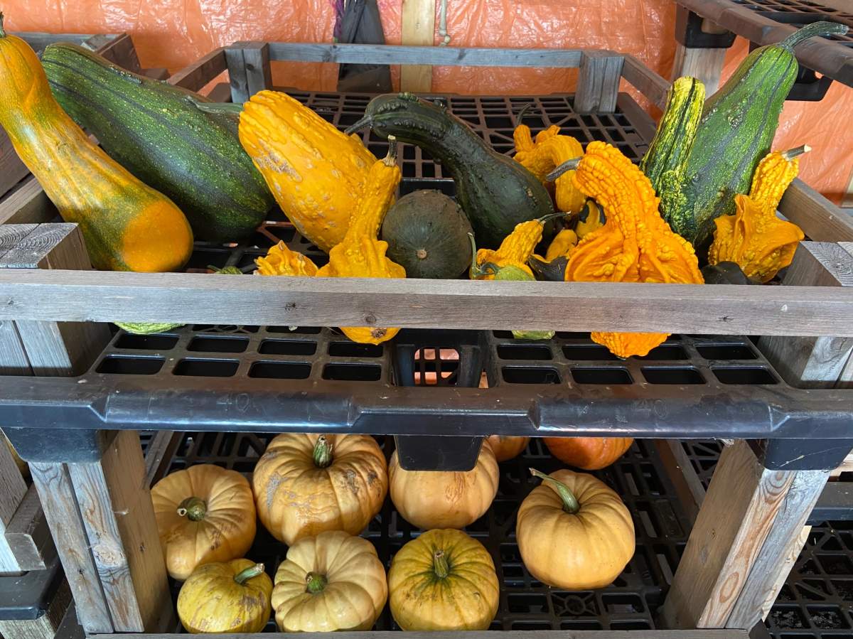 Mill Tower Ranch Pumpkin Patch opened five years ago near Ponoka, Alta. and is known for its specialty pumpkins - varieties you probably didn't even know existed.