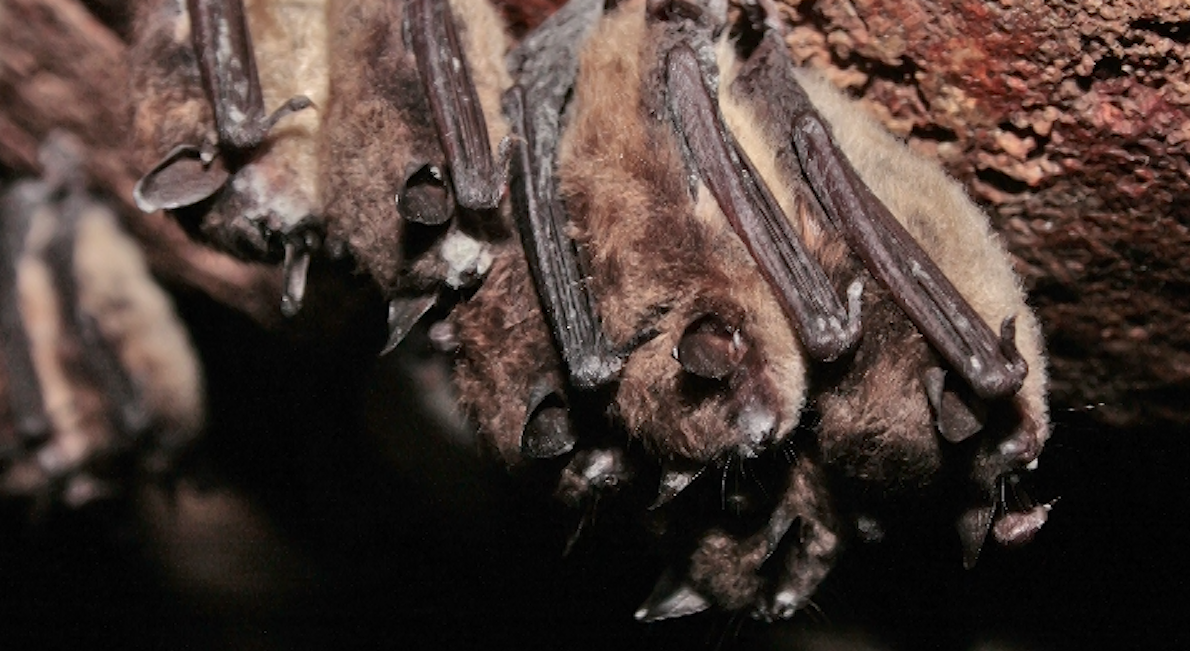 Those at the Nature Conservancy of Canada are concerned for the animals constantly used as Halloween spooks. 