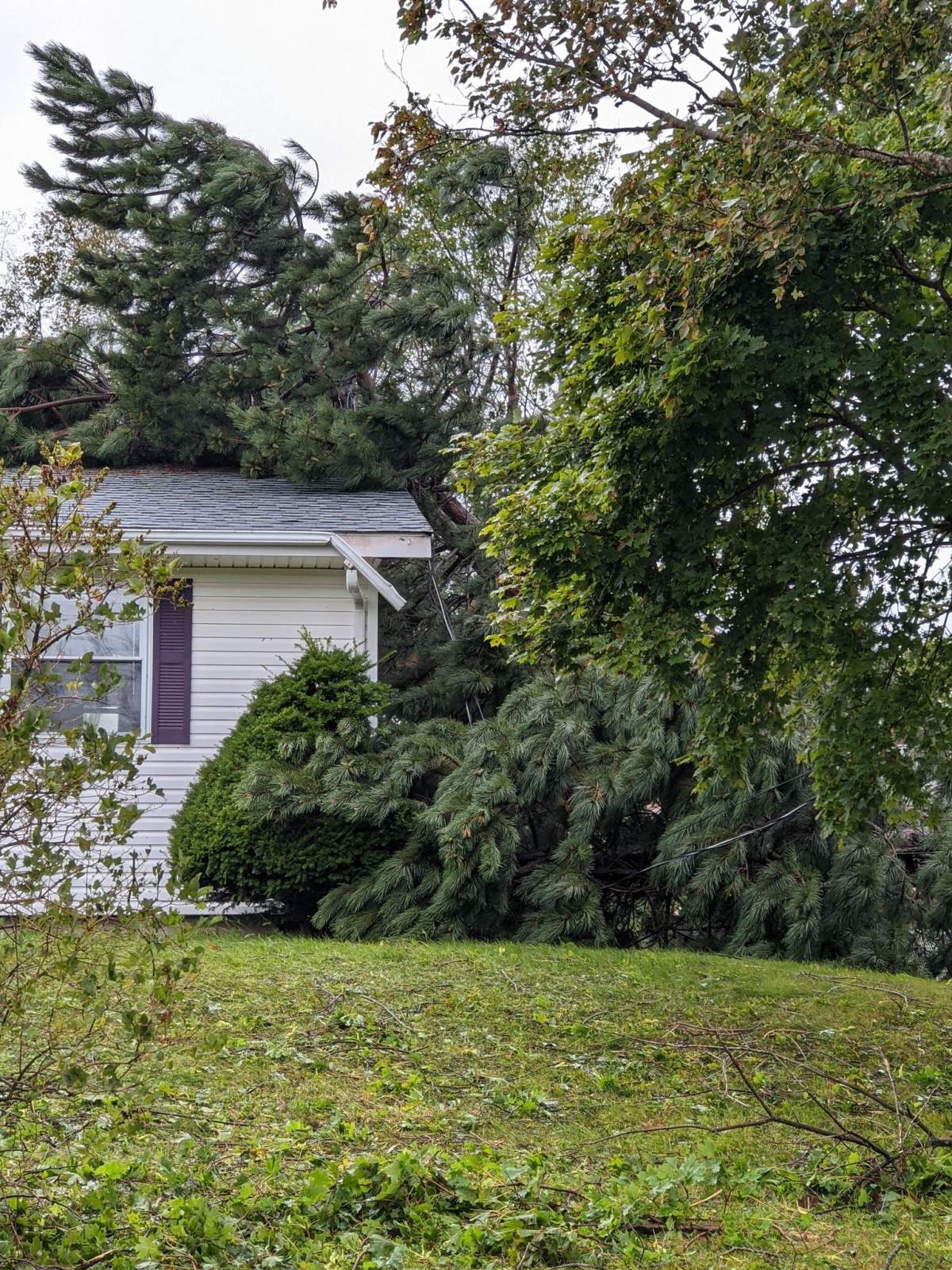 A tree rests on Meghan Freeborn's home in Cornwall, P.E.I.