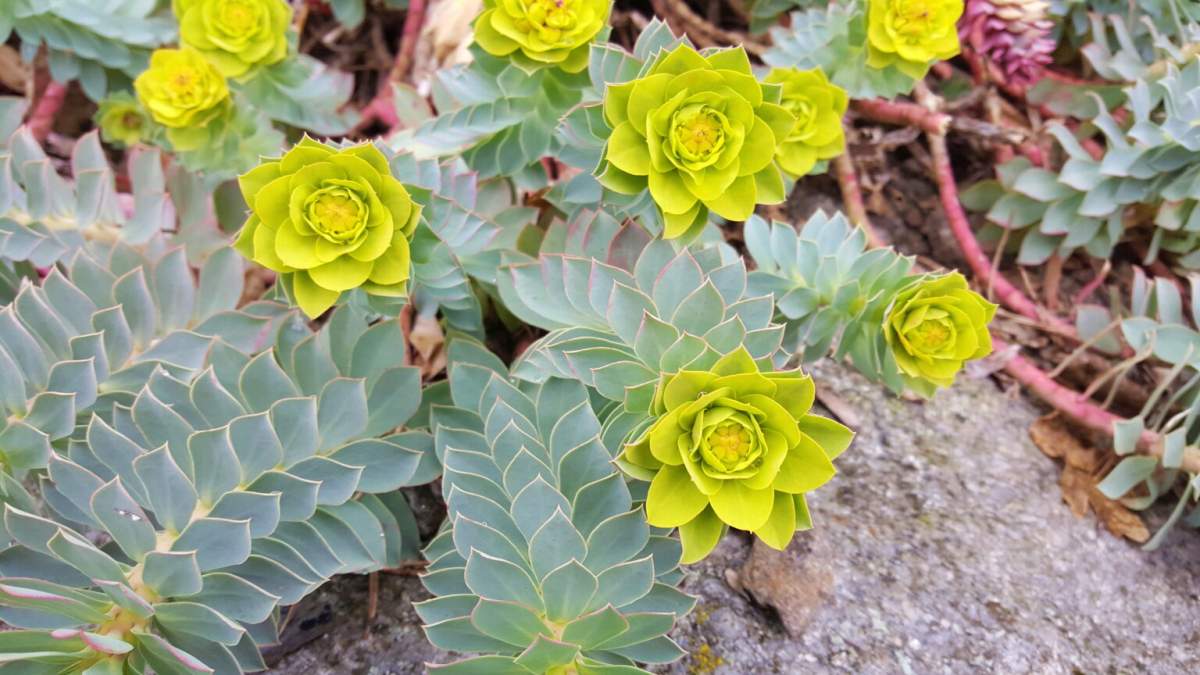 Myrtle spurge is an escaped garden perennial that likes dry, disturbed soils. It grows quickly and aggressively, releasing chemicals from its roots which stop other plants from growing near it.