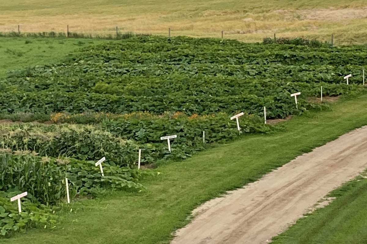 The garden at Mill Tower Ranch Pumpkin Patch in Ponoka, Alta. in summer 2022.