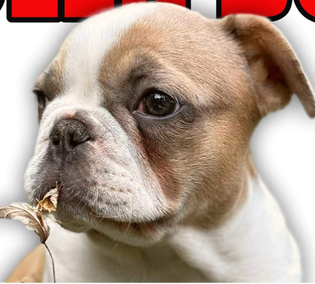 Harry, stolen 12-week old puppy.