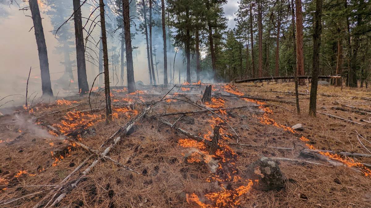 A photo showing wildfire crews performing a prescribed burn last fall.
