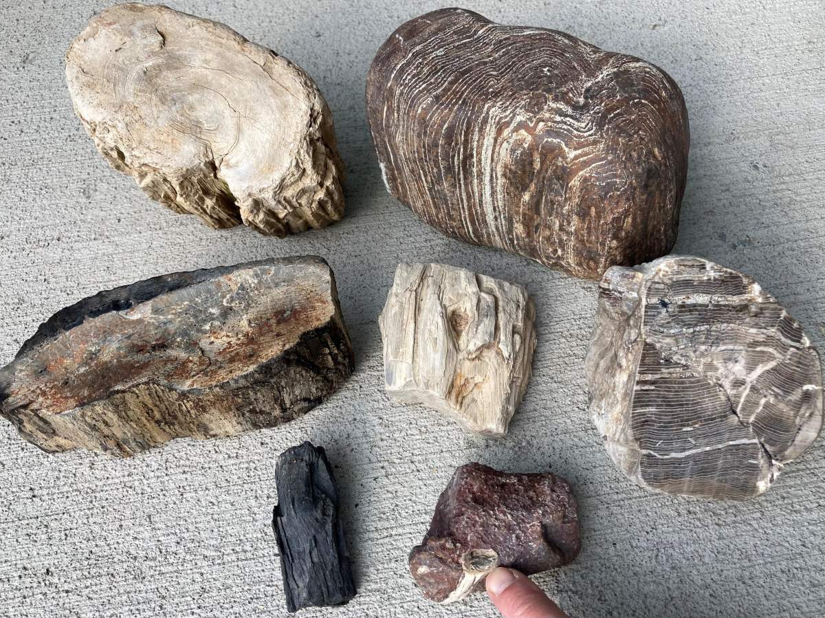 A collection of tree fossils found near Princeton, B.C.
