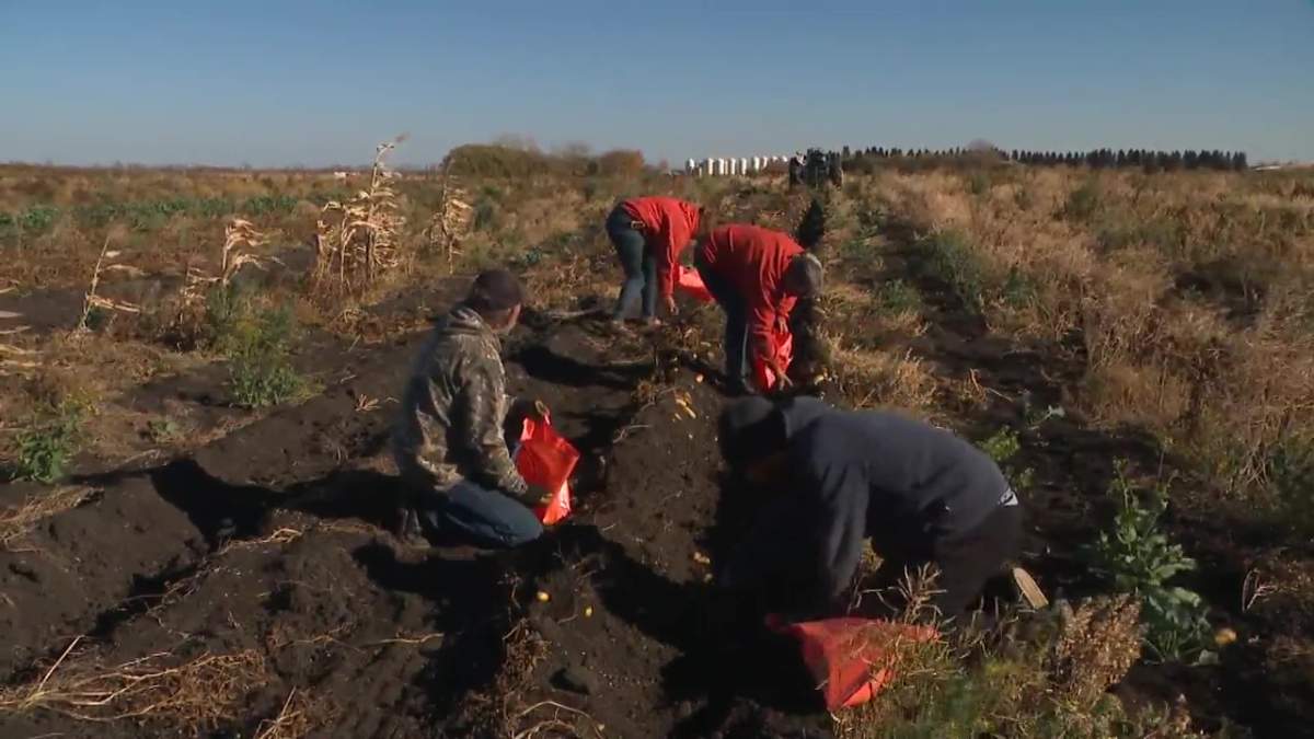 People picking potatoes at Prairie Gardens & Adventure Farm, just north of Edmonton in Sturgeon County, on Oct. 20, 2022.