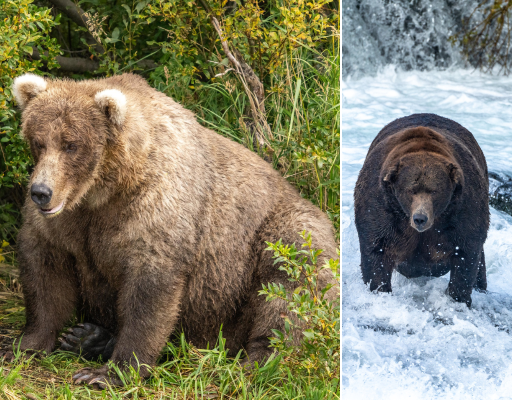 Fat Bear Week 2022 is here! Check out the chunky competition.