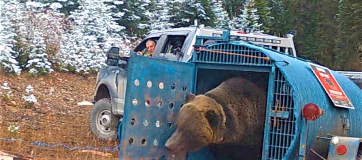 BC Conservation Officers said that the bear was captured this weekend and taken to the mountains.