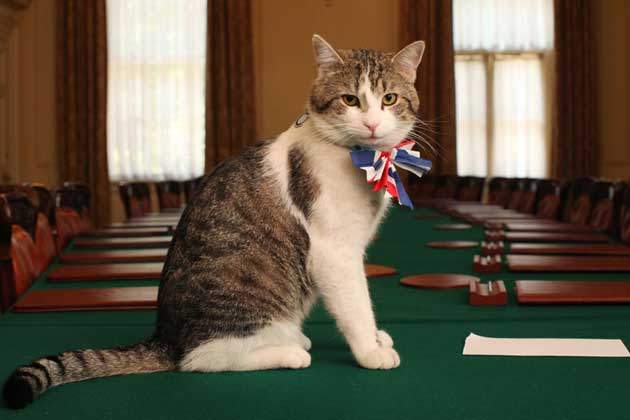 Larry the Cat poses for an official portrait.