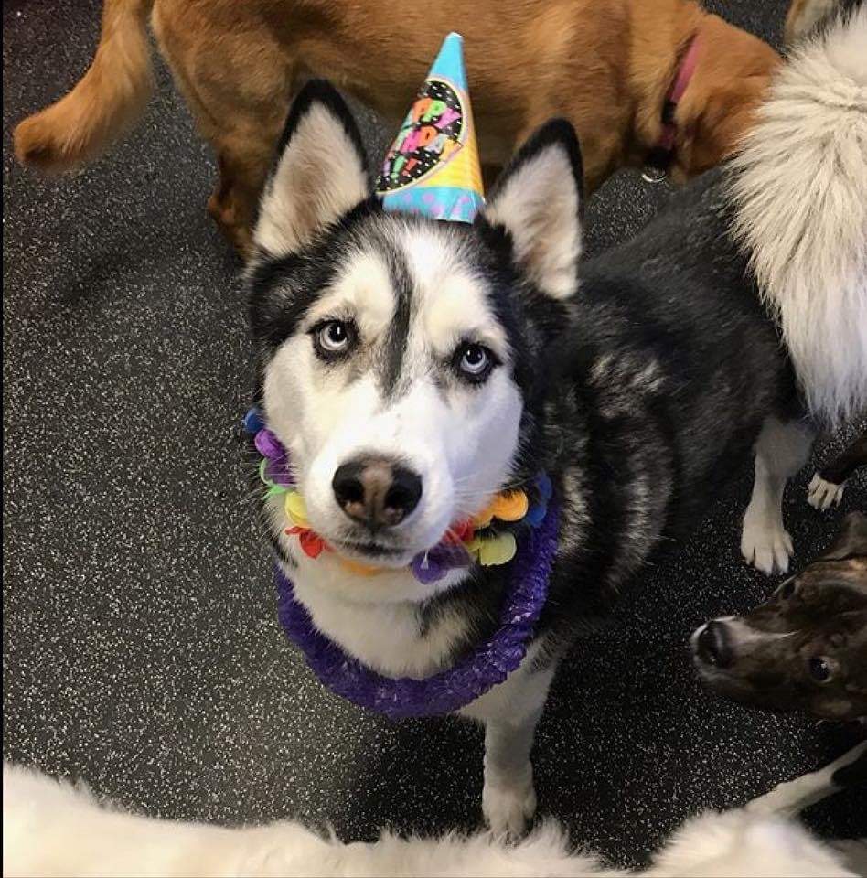 Trevor the dog