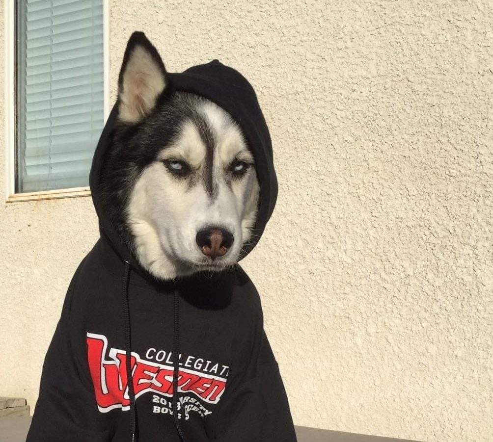 Trevor the dog