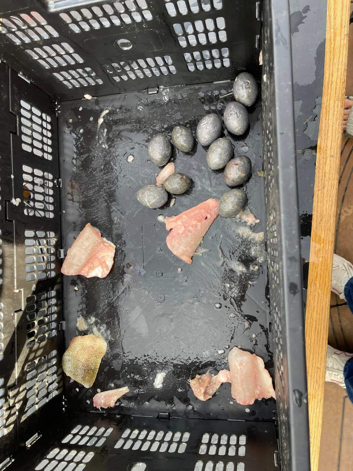 Lead weights were found inside the team’s catch.