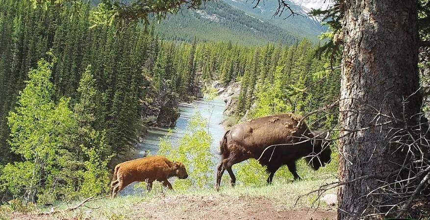 Plains bison are shown in Banff National Park in a handout photo taken by a Parks Canada remote camera. Officials are trying to determine what's next for the herd after a draft report shows its reintroduction in the park's backcountry has been successful.