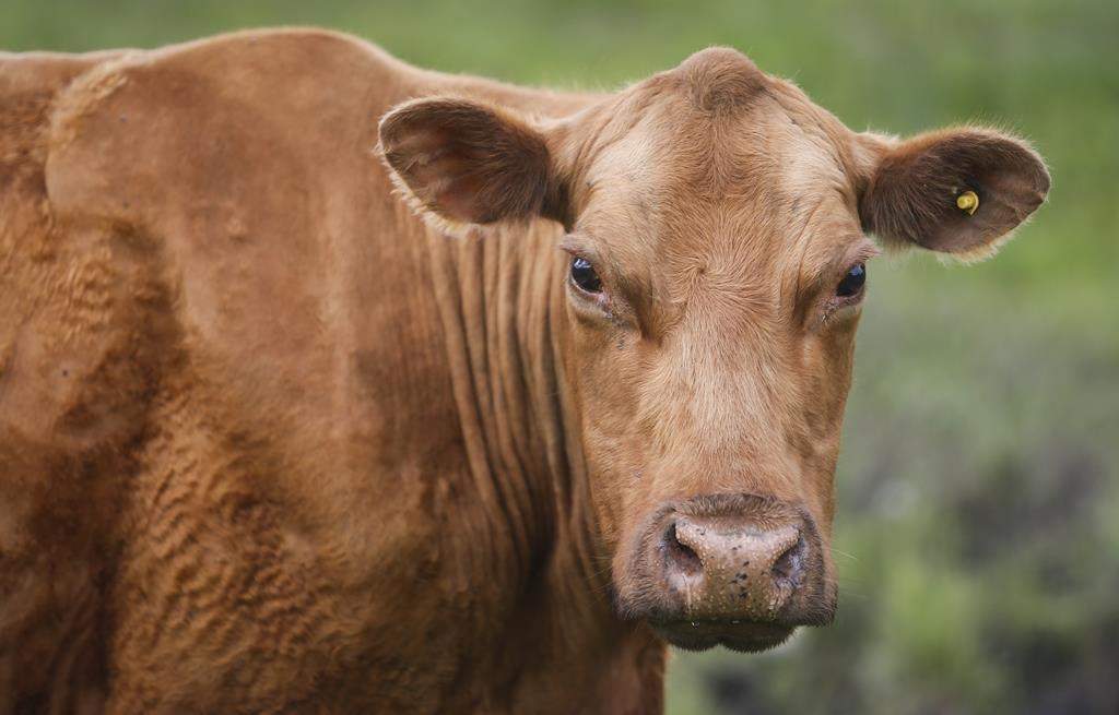 Cows and their calves graze in a pasture on a farm near Cremona, Alta., Wednesday, June 26, 2019. A herd of runaway cattle that has evaded capture for months has been wreaking havoc in farmers' fields near a small Quebec town — which recently resorted to cowboy tactics to try to round them up. 