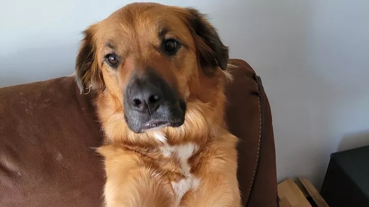 King the dog was found after a break and enter in Calgary on Monday, Nov. 21.