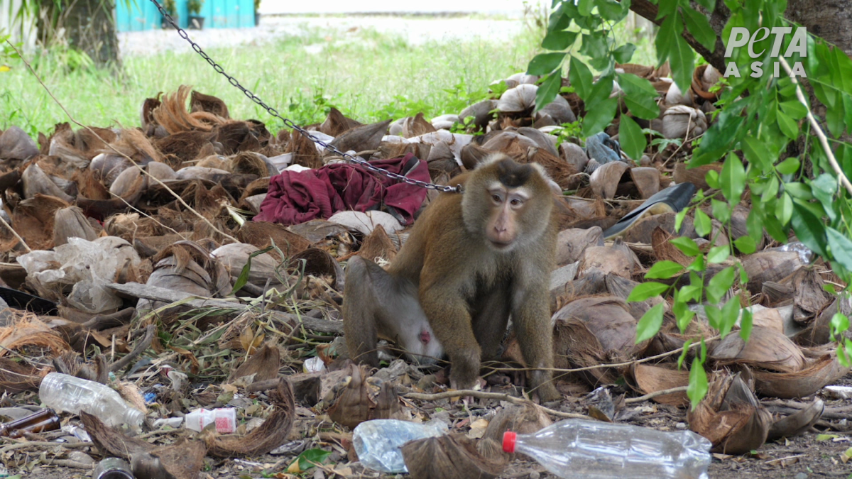 A monkey named Chokh chained up among trash, as photographed by PETA Asia investigators.