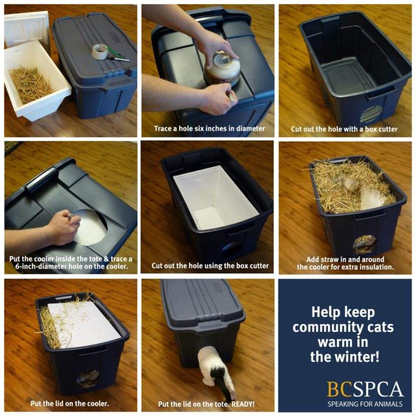 How to build a winter shelter for community cats.