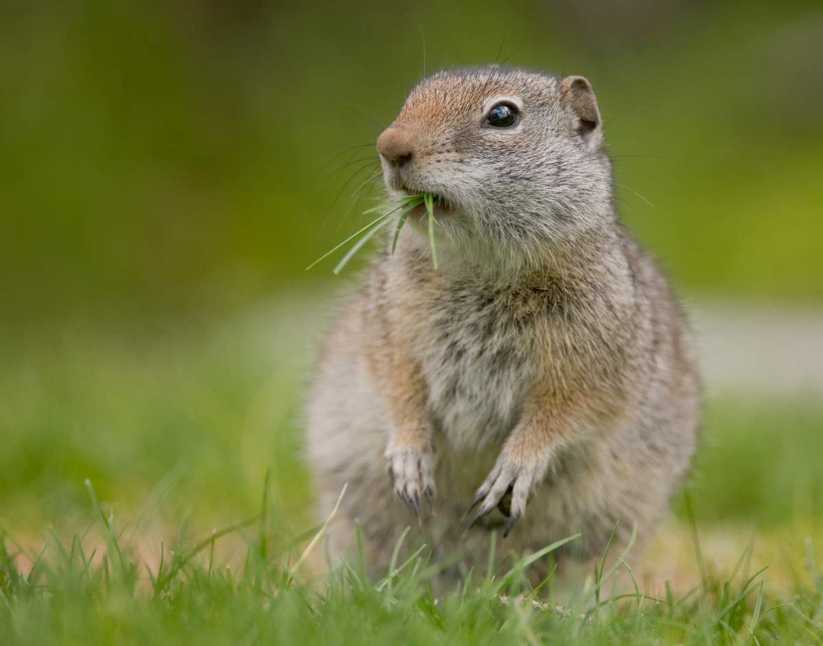 File phot of a Richardson's ground squirrel in grass. 