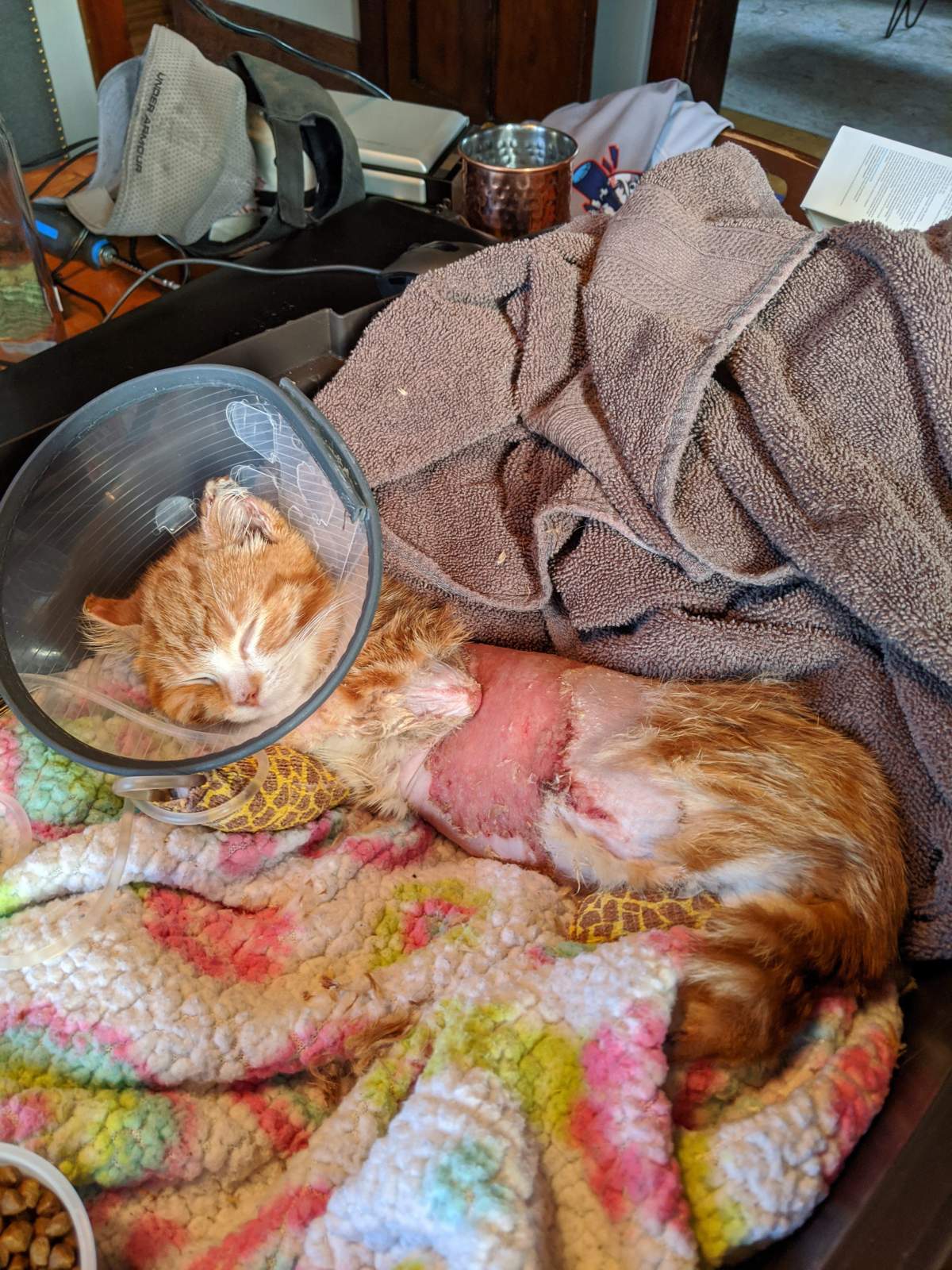 Angus recovering under veterinary care.