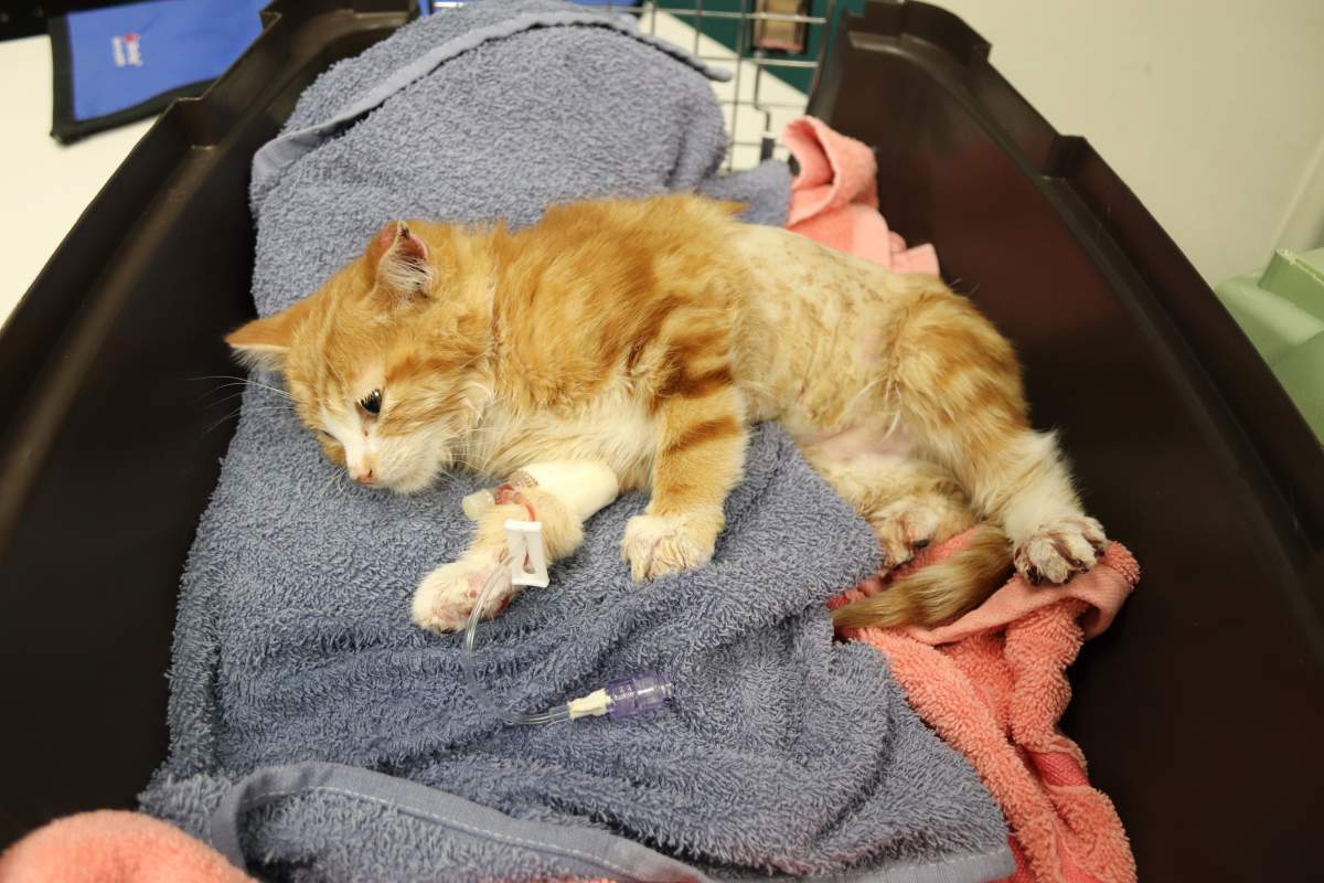 Angus as kitten, in recovery.