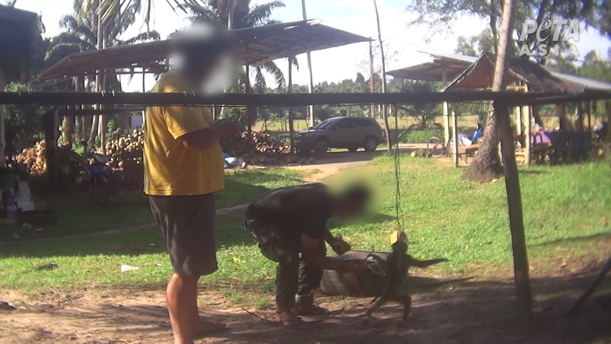 Photo taken bPhoto taken by PETA investigators showing a monkey being abused by a trainer.y PETA investigators.