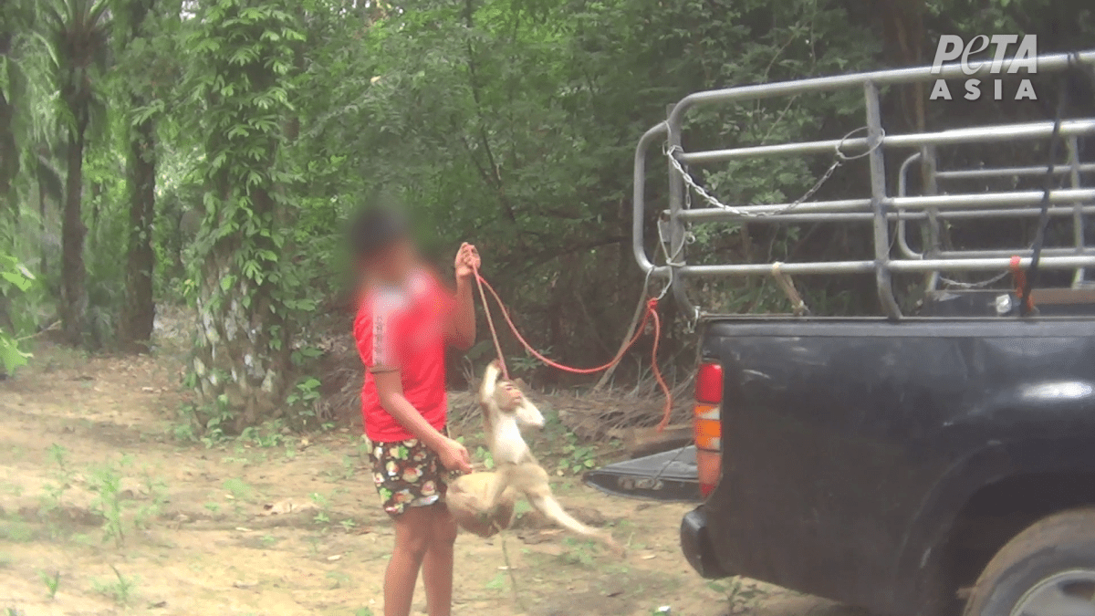 Photo taken by PETA investigators showing a monkey being dangled by its neck by a boy.
