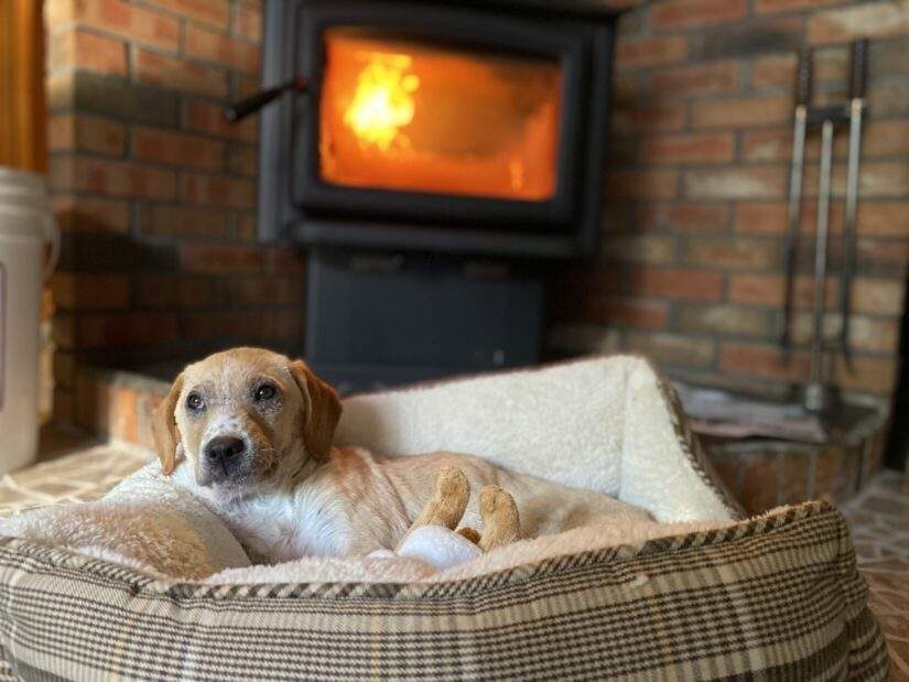 Poppy in foster care