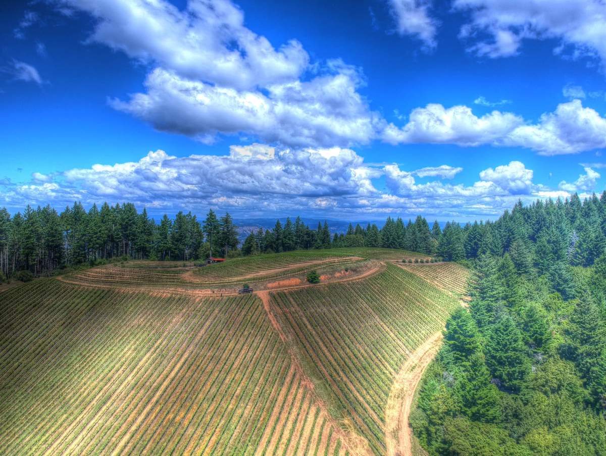 Signal Ridge, a high-elevation vineyard in California, has been leveraging the power of data to optimize its output amid increasingly difficult weather extremes.