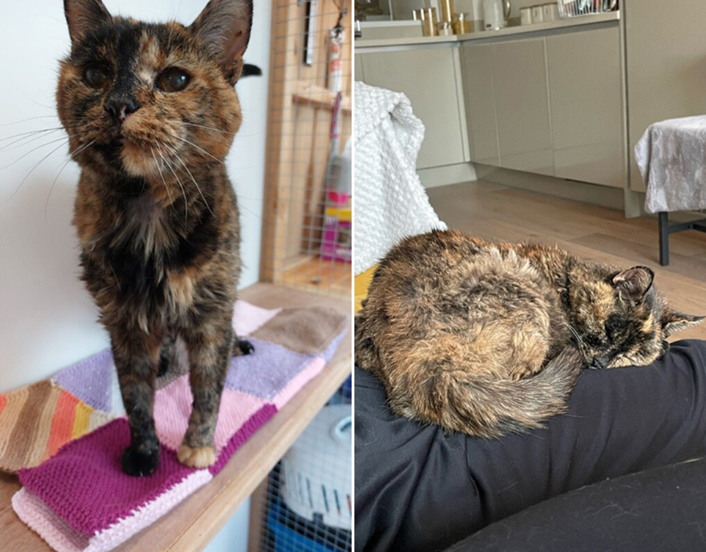 Flossie, the world's oldest living cat, has lived for 26 years and 329 days.