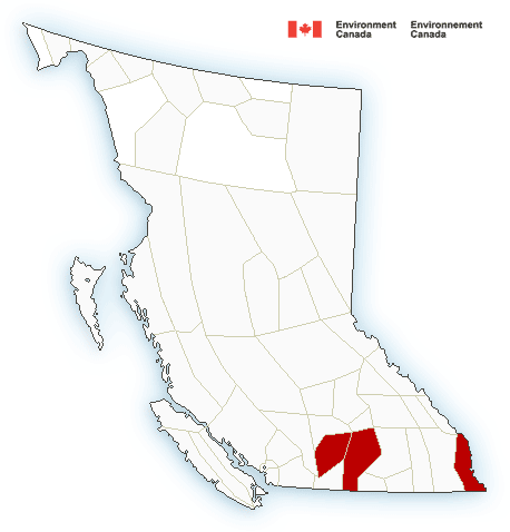 A graphic showing winter storm warnings and special weather statements for wind and snow across B.C.
