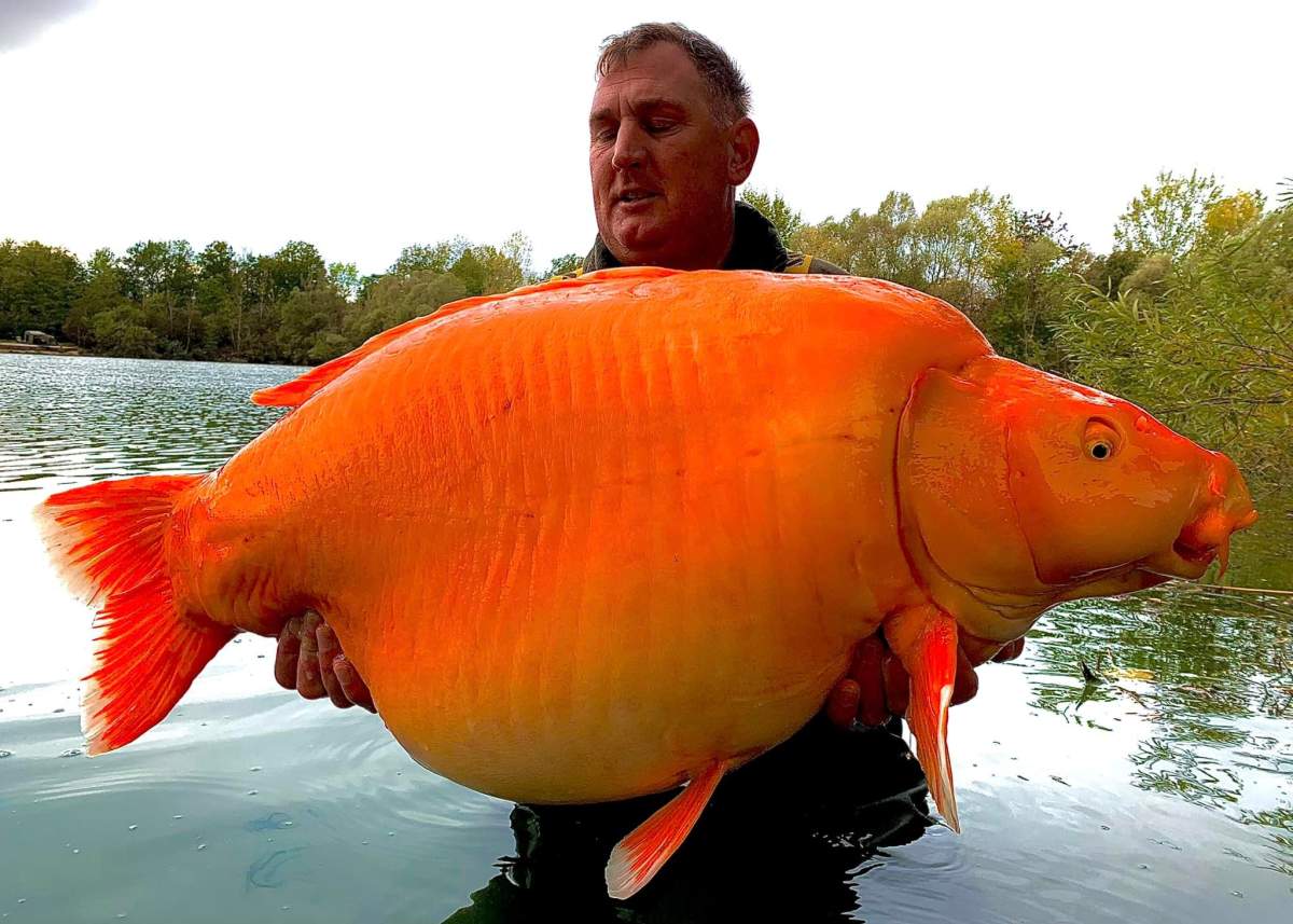 Angler Andy Hackett holds 'The Carrot,' a huge fish weighing almost 70 lbs., which he caught in Champagne, France.