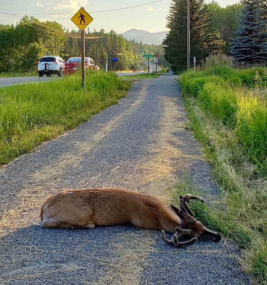A dead buck lies on the side of the highway.